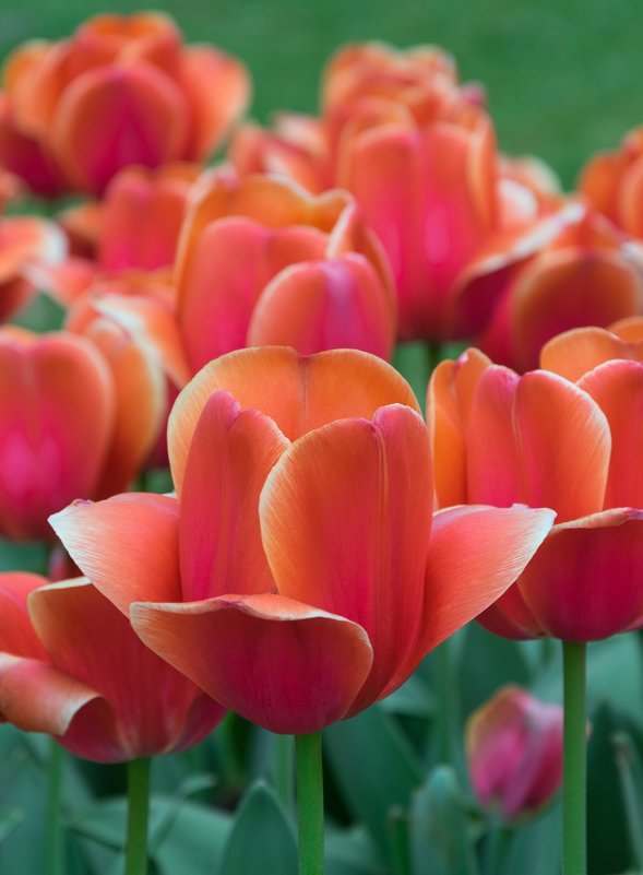 Цветущие тюльпаны - Nata_li В.