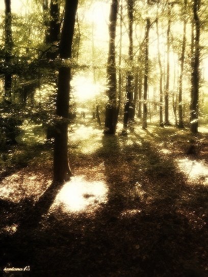 Весенний лес... - santana13 