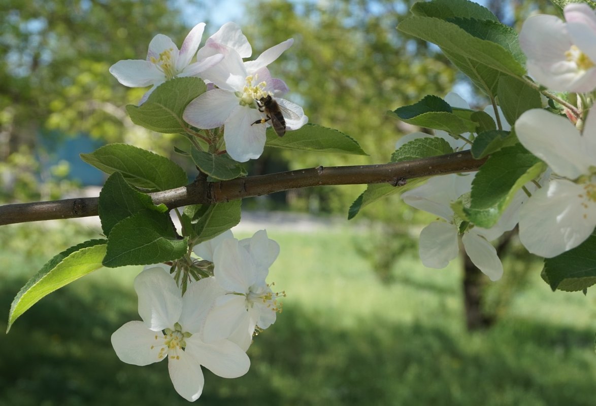 Весна, цветущая яблоня с пчелкой - Наталья Дорошенко