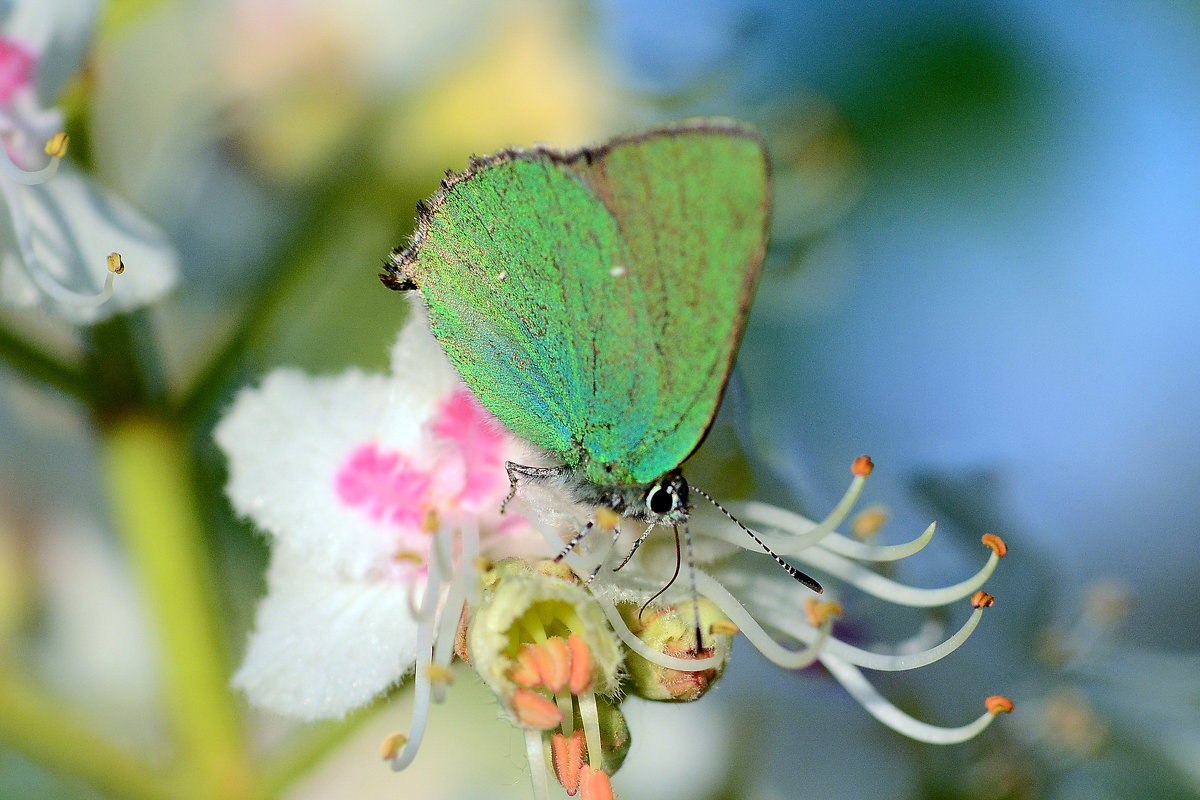 Green butterfly - Олег Шендерюк