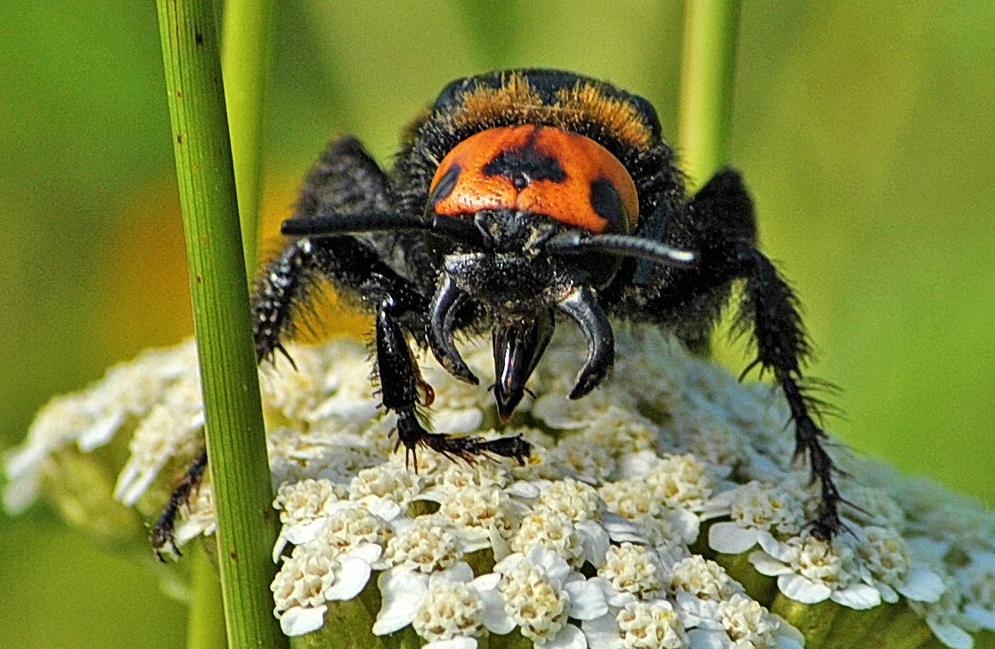 Megascolia maculata: "Он ужасен, но прекрасен!" - Vit 