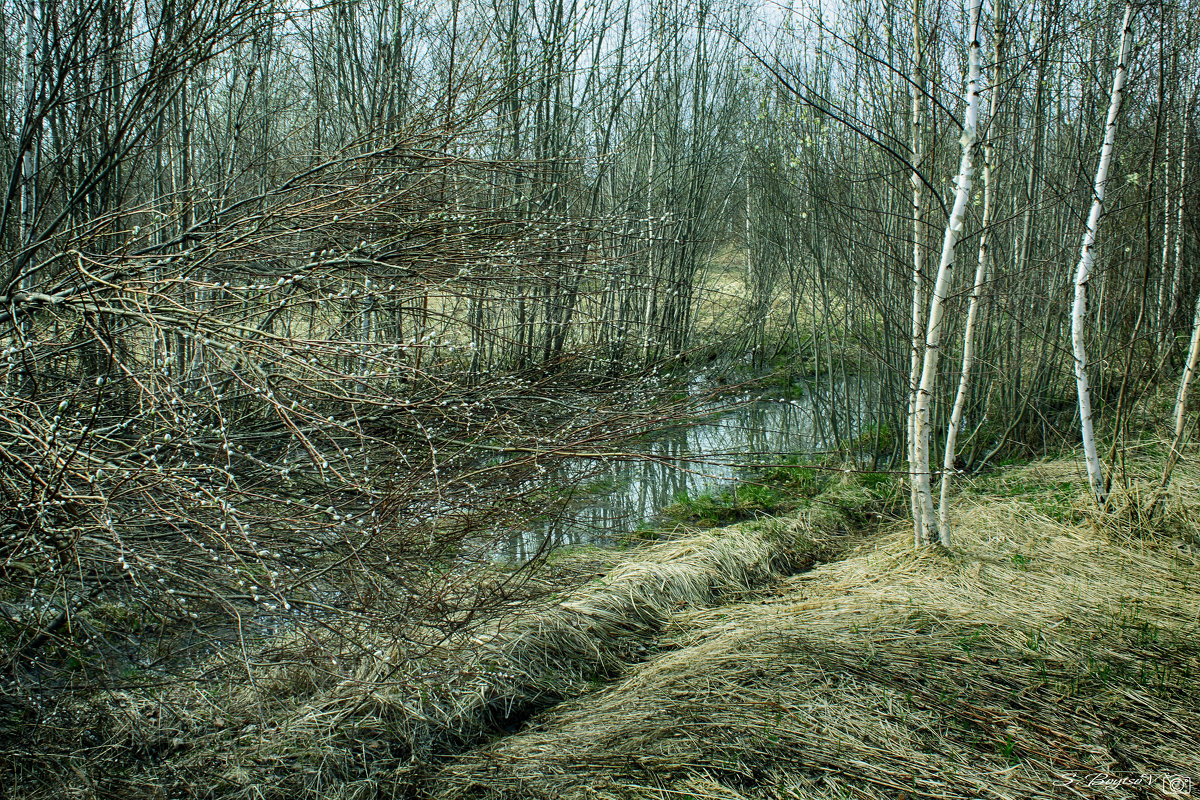 в лесу весной - Сергей Бойцов