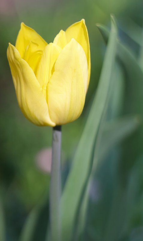 Желтый тюльпан - Елена 