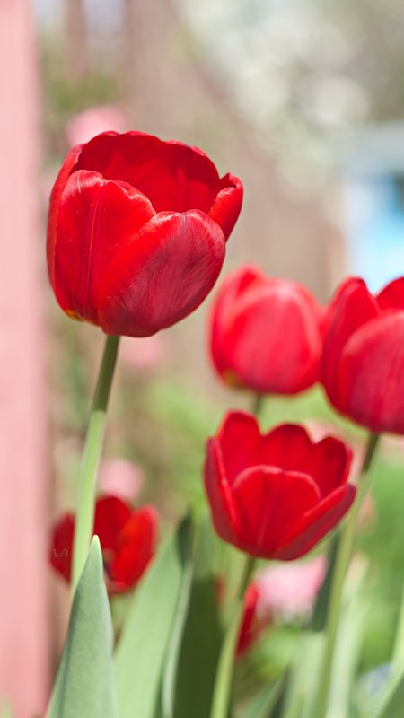 Красные тюльпаны - Елена 