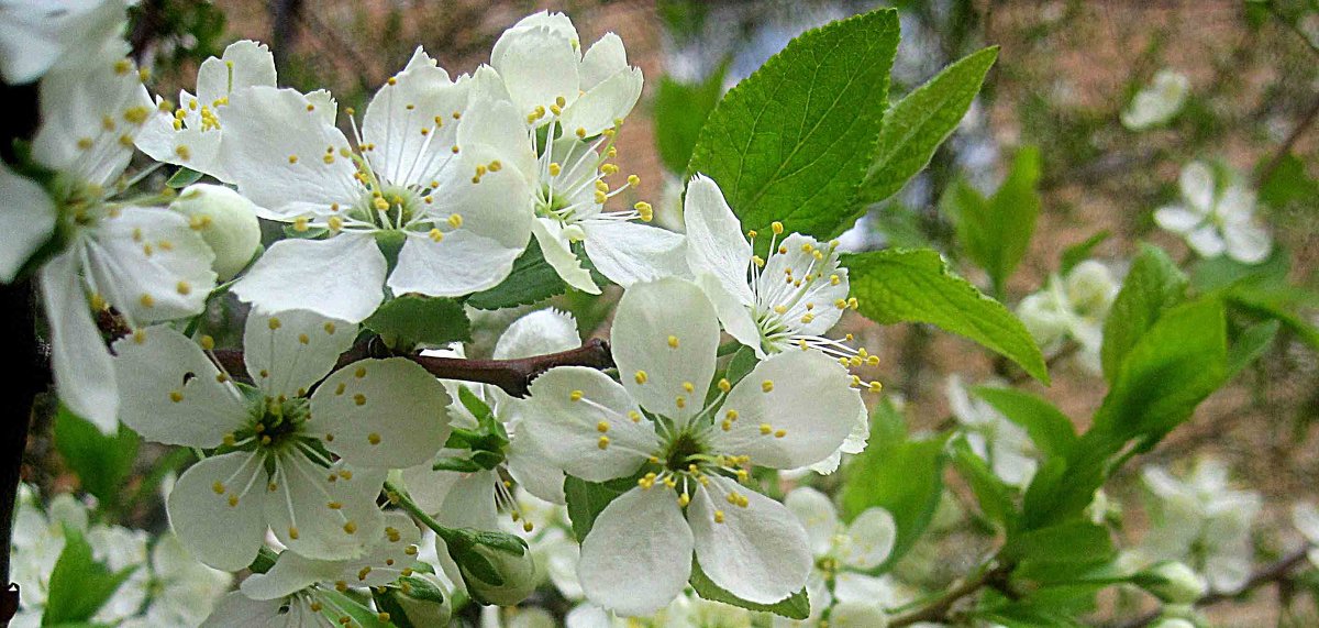Весеннее цветение вишни - Елена Семигина