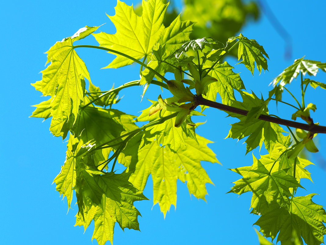 Клёновые листья - wea *