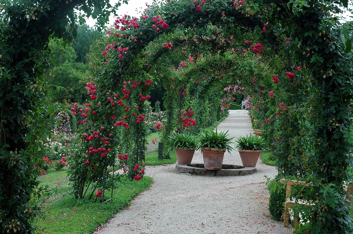 Розовый сад - Николай Танаев