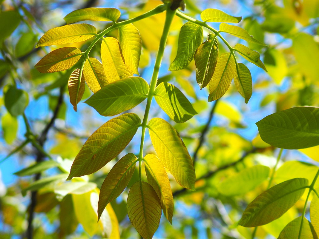 Листья грецкого ореха - wea *