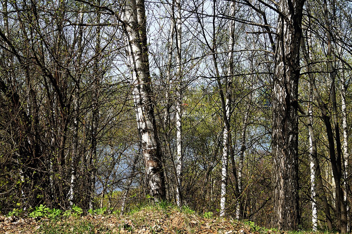 Прогулка в парке - Лариса 