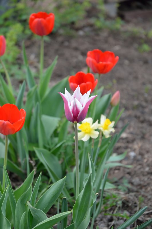 Tulipa Лили цветочные - симон бийман