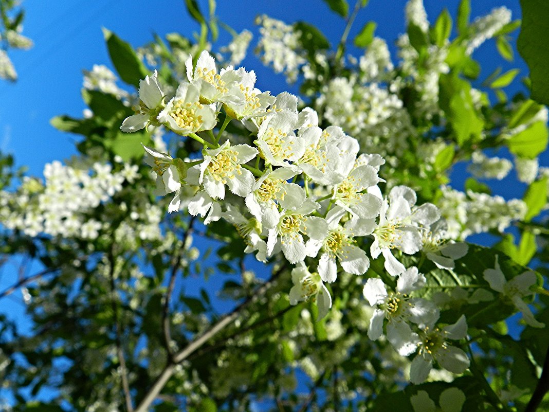 Черёмуха душистая с весною расцвела - Анатолий Кувшинов