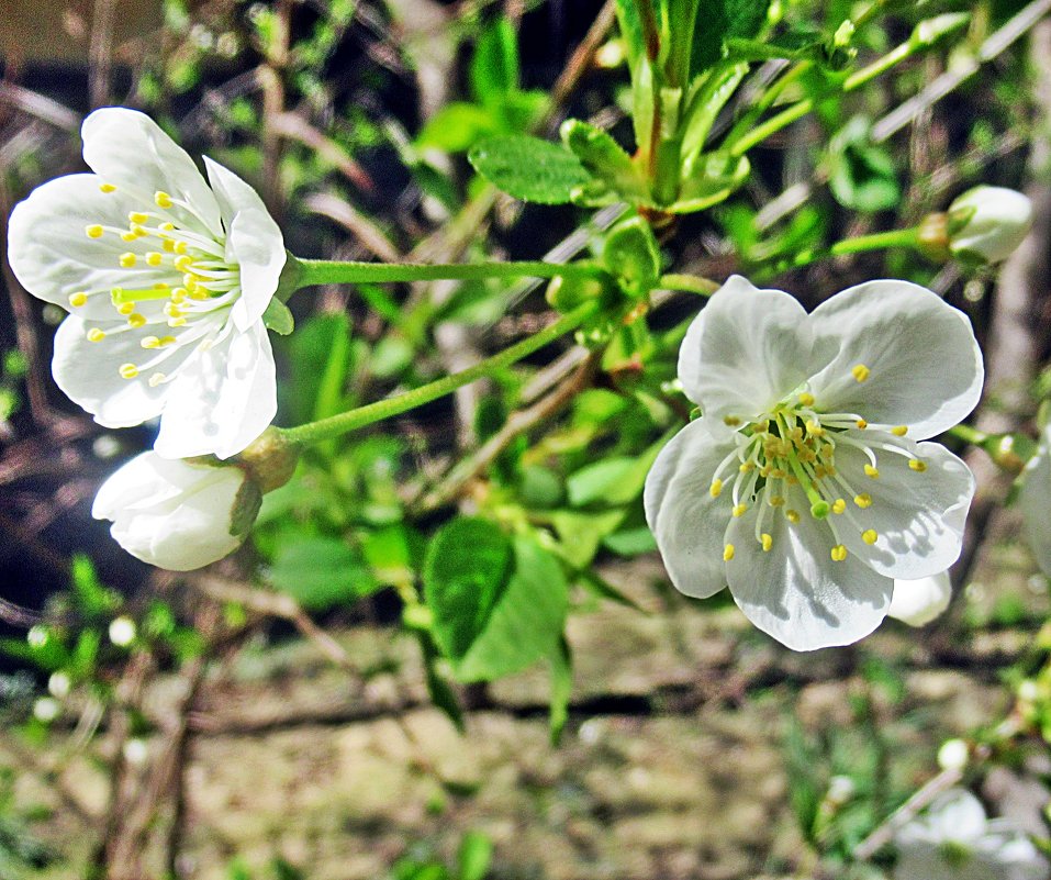 Цвет вишни - Лариса 
