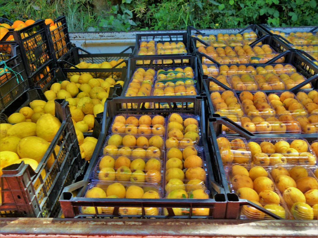 Урожай-мушмула,лимоны,мандарины... - Sergey Gordoff