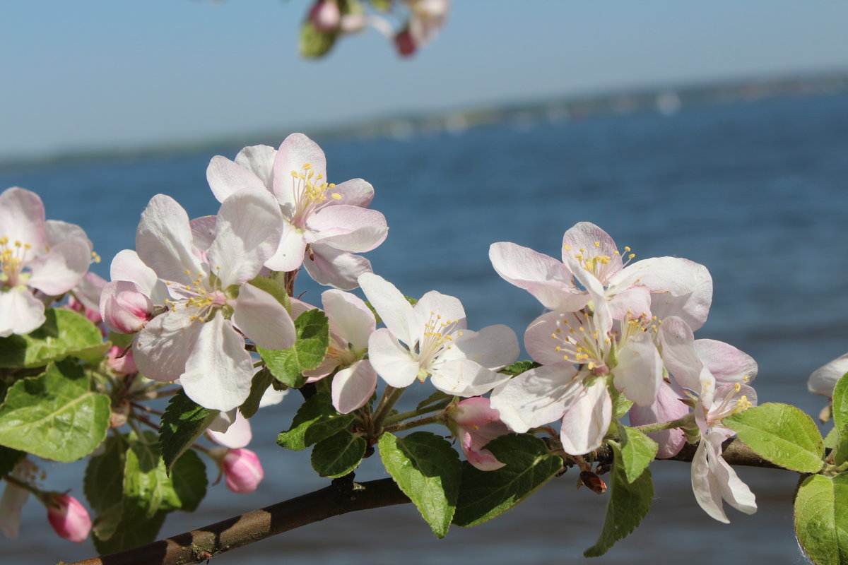 Яблоня цветёт над водой - Алексей Соколовский