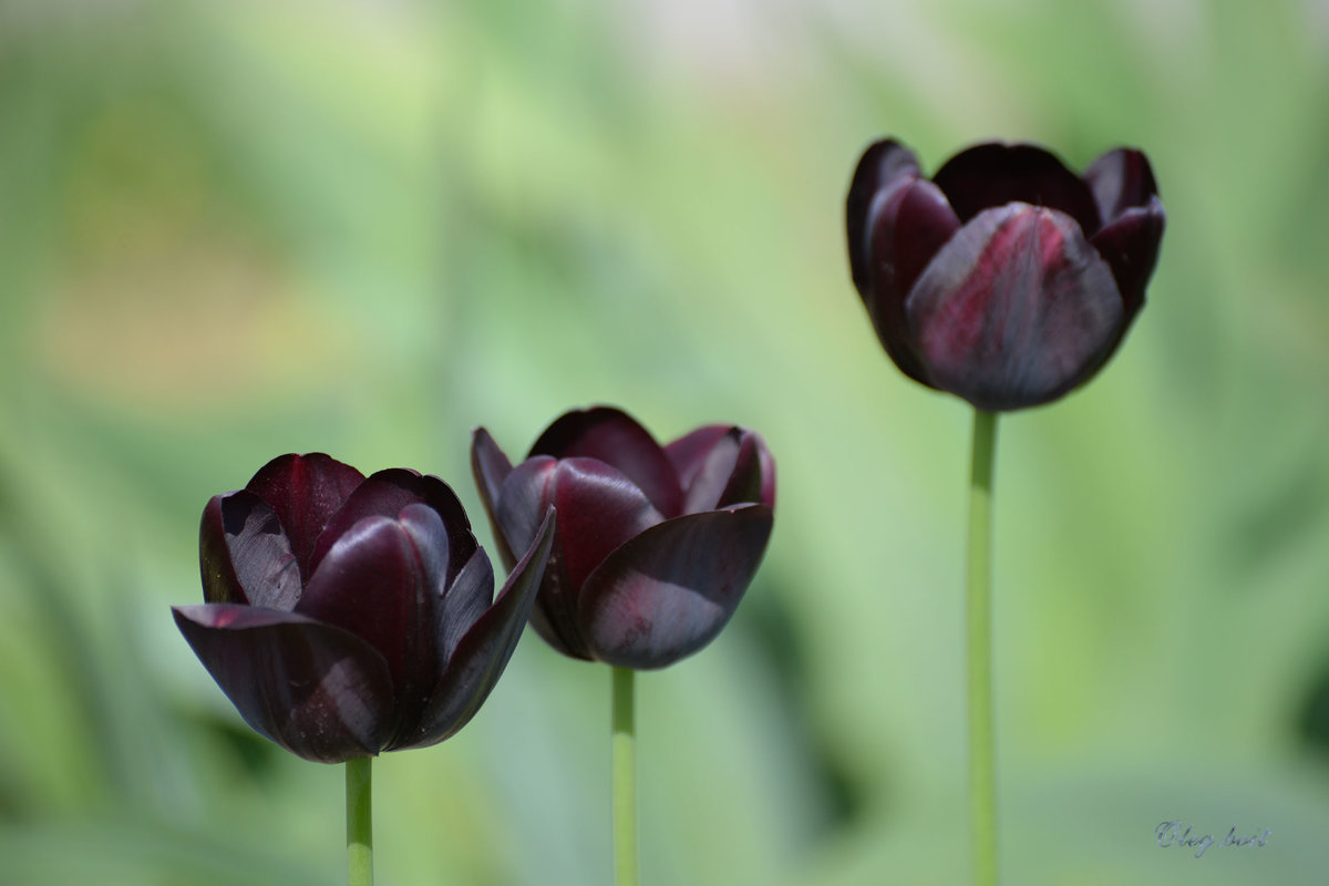 Черные тюльпаны - Тамара Бедай 