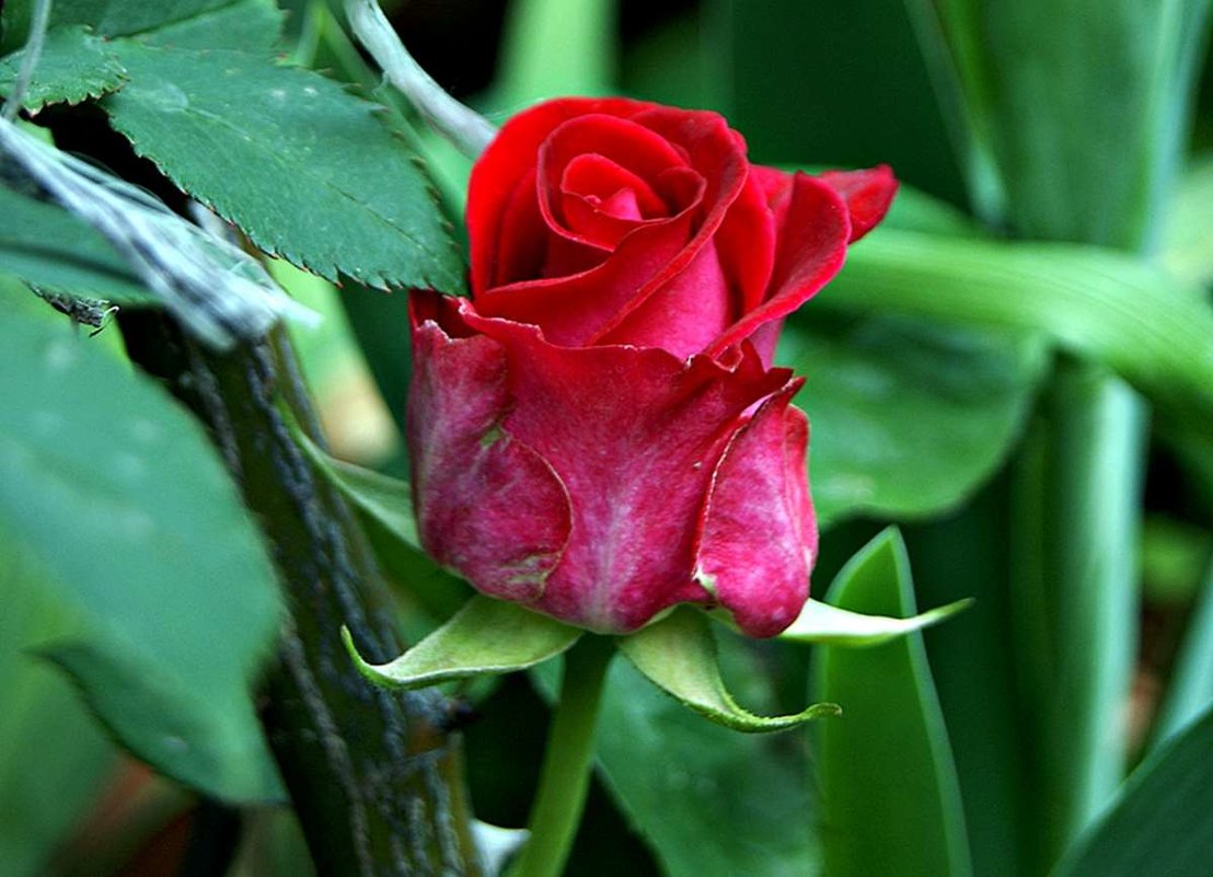 красная роза - эмблема любви - Александр Корчемный