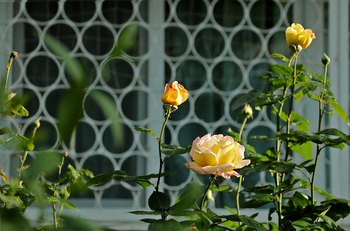 Время цветения роз - Светлана 