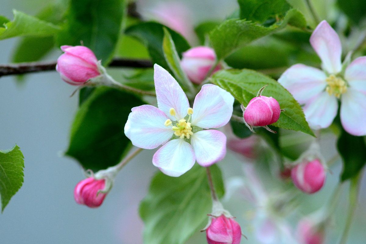 Apple blossom - Олег Шендерюк