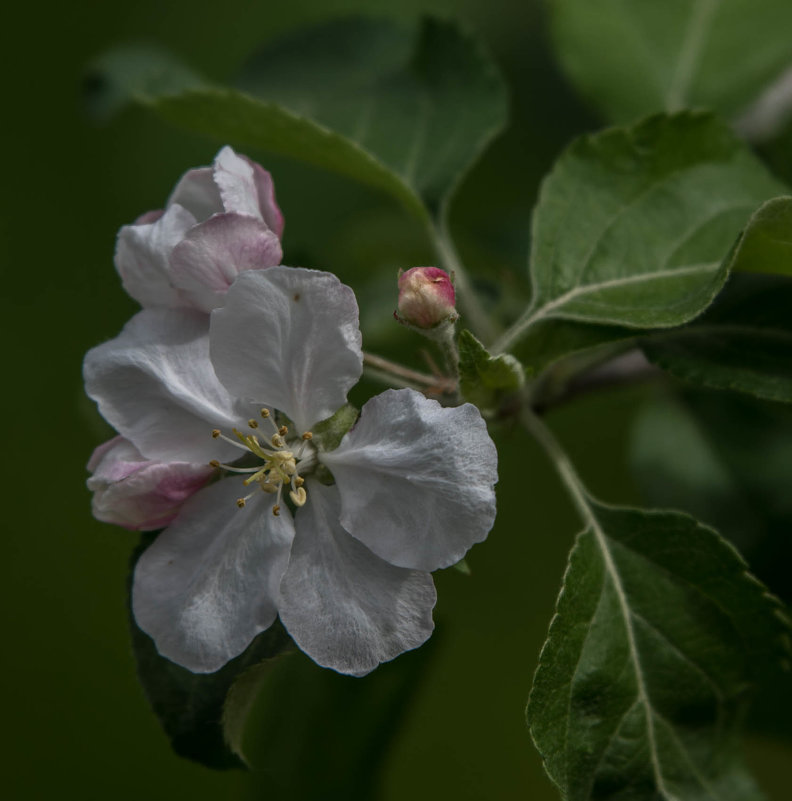 Цветы яблони - Владимир Орлов