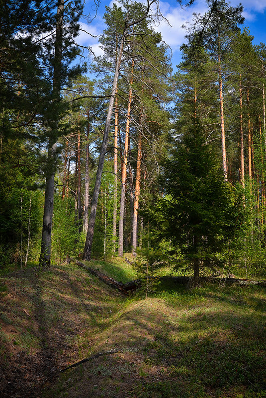 В лесу - Алексей (GraAl)