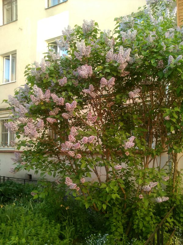 Сирень у моего дома в 2018 году, Санкт-Пнтербург. - Светлана Калмыкова