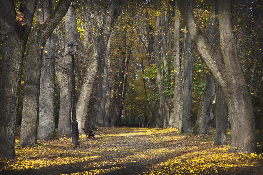 Осенью в старинном парке - Valery Remezau