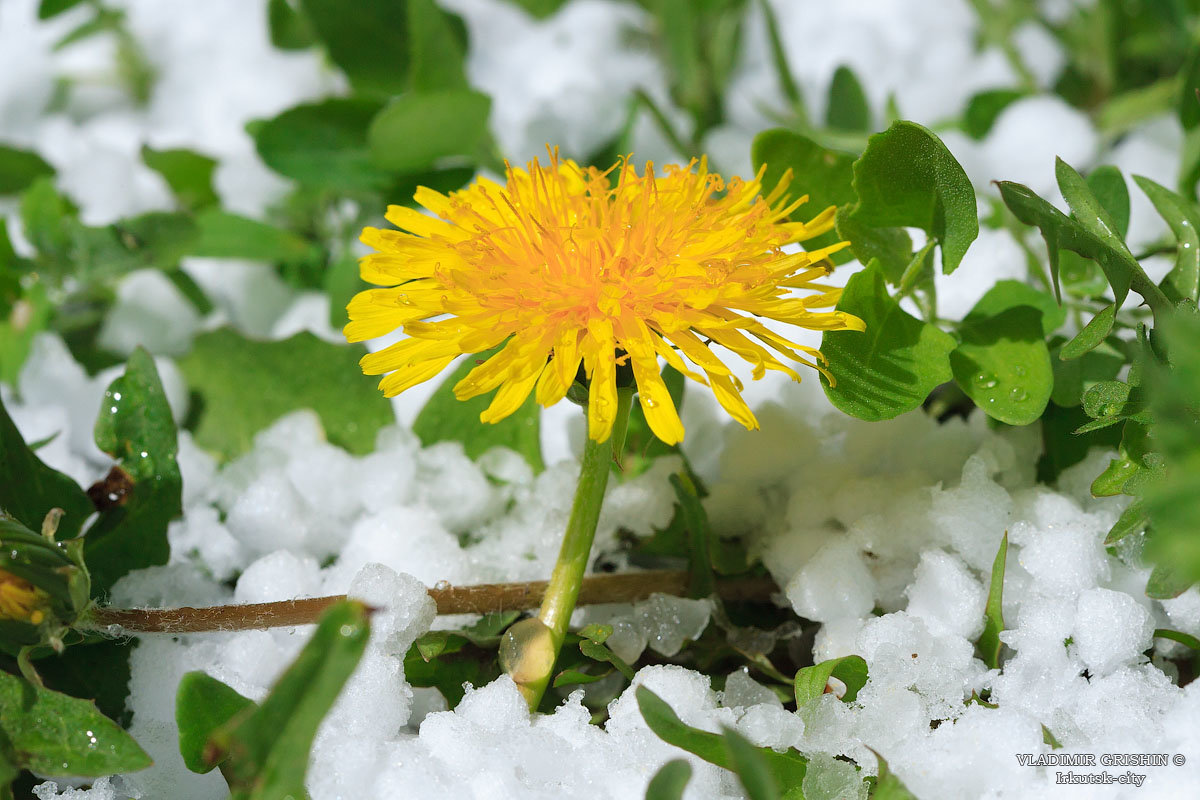 Снежные цветы - Sait Profoto