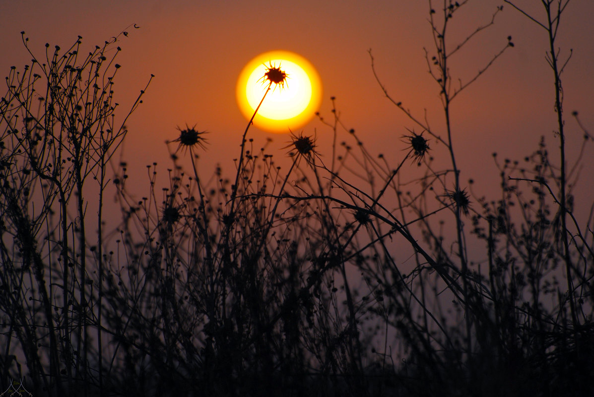 DSC_9949   На рассвете ..... - Aleks Minin