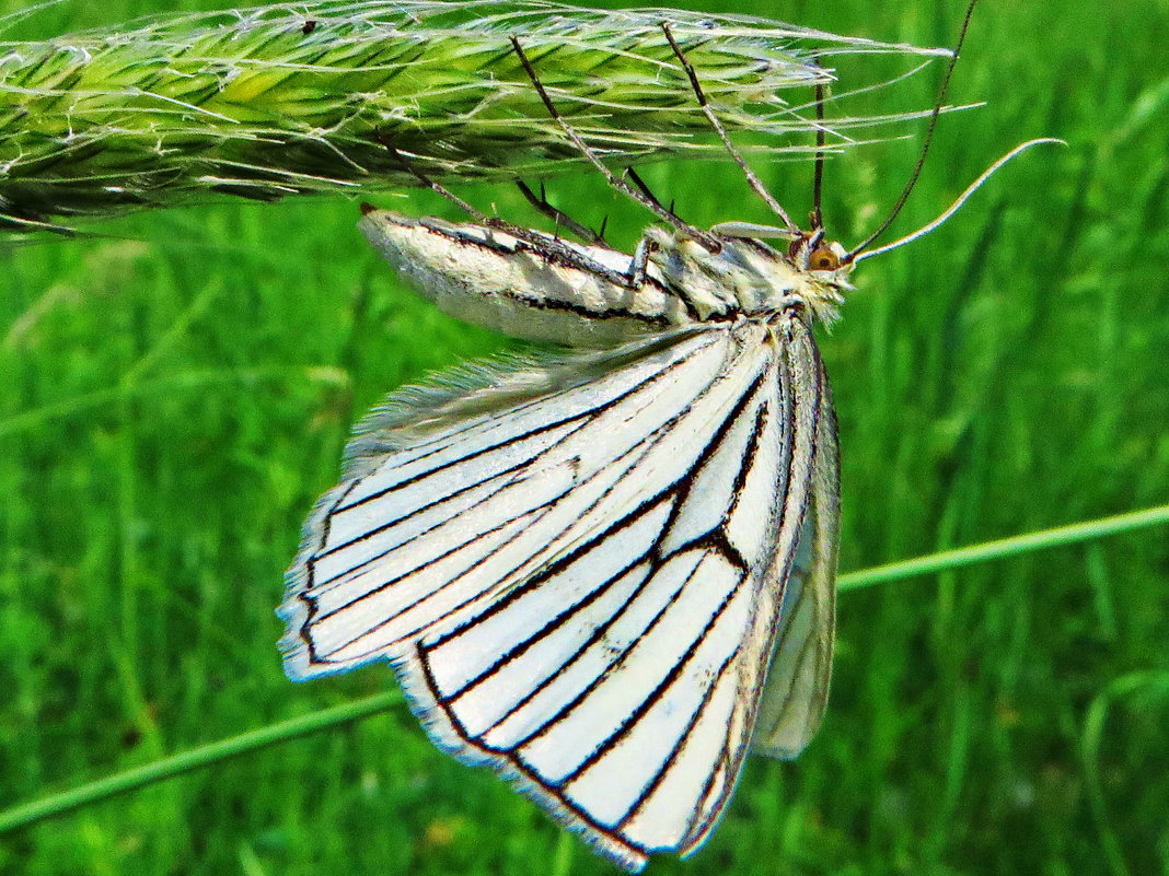 Пяденица белая линейчатаяПяденица линейчатая (Siona Lineata). Имеет размах крыльев 35-40 мм. - vodonos241 