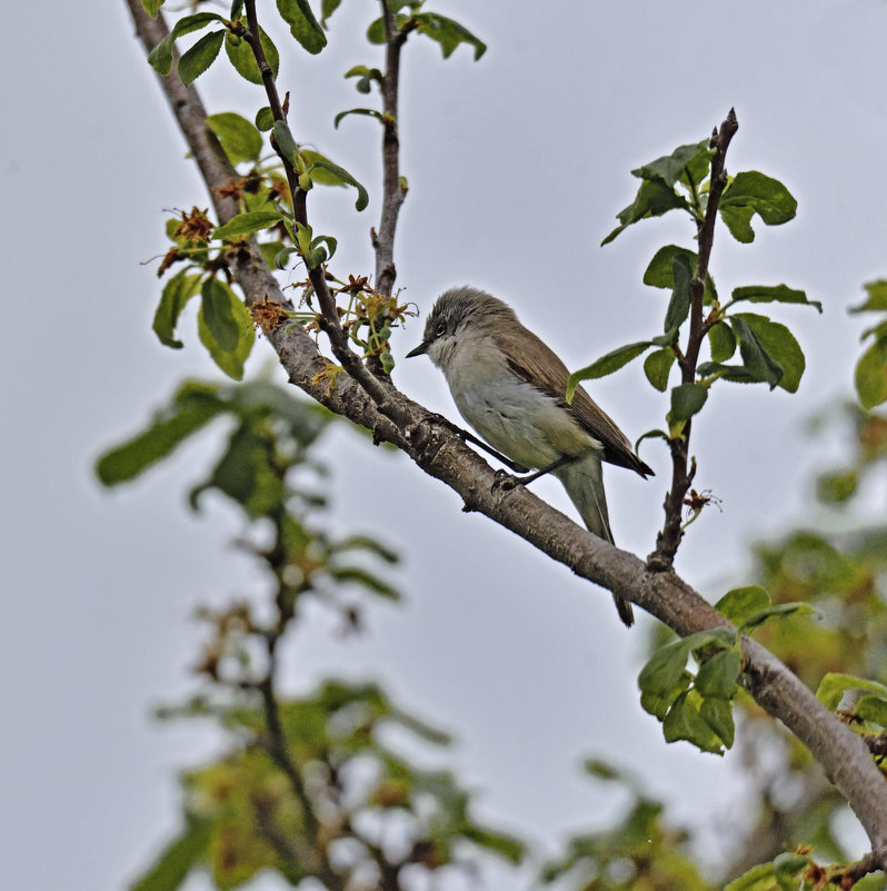 Славка завирушка.The lesser whitethroat - Юрий Воронов