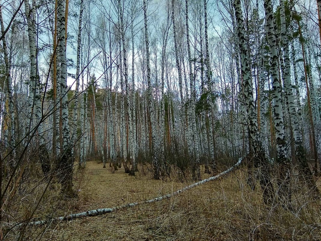 Весенний лес - Татьяна Котельникова