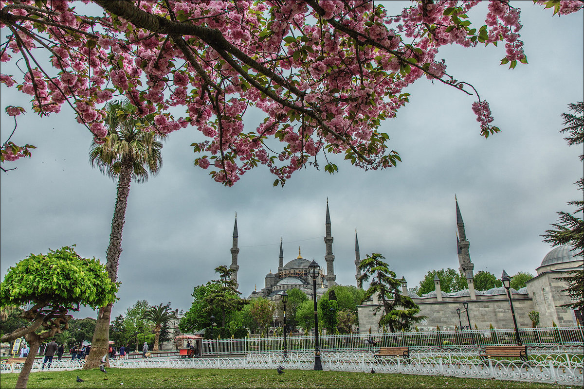 Голубая мечеть через цветущие ветви сакуры - Ирина Лепнёва