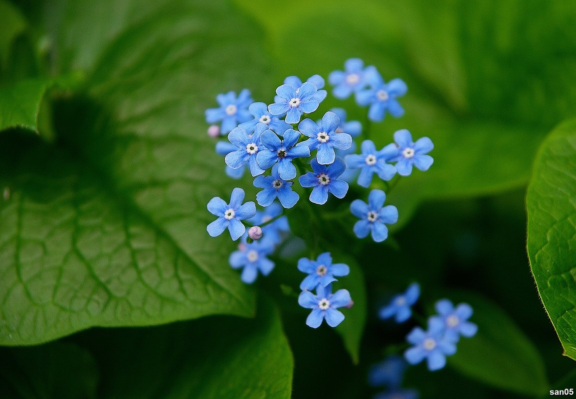 Маленькие голубые цветочки - san05 -  Александр Савицкий