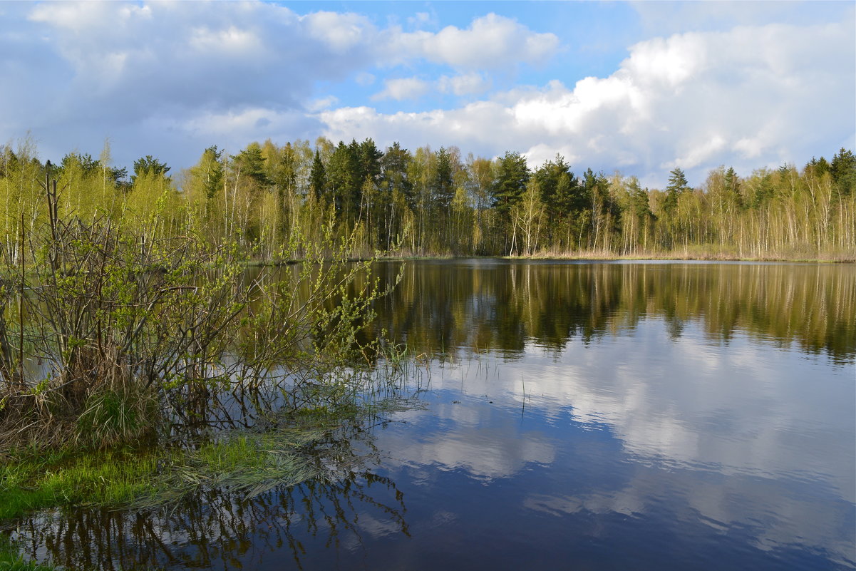 Весна на озере - Larisa Simonenkova