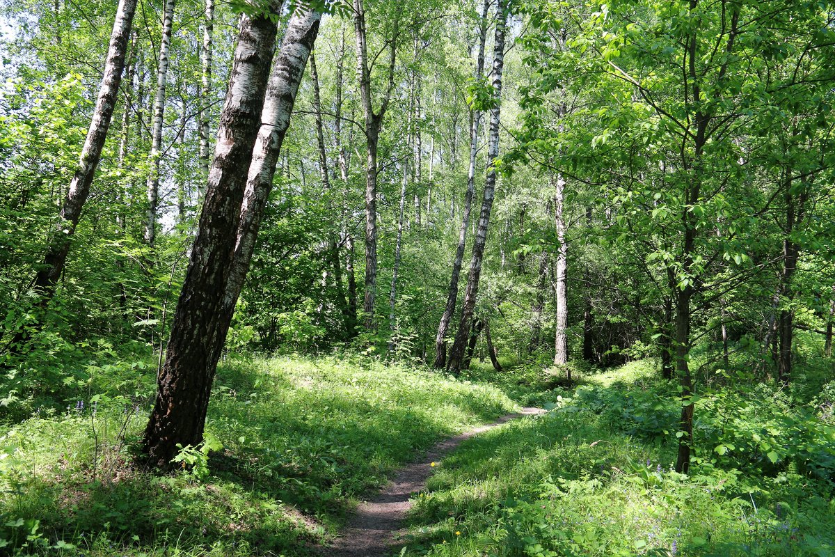Весенний лес - Владимир Холодницкий