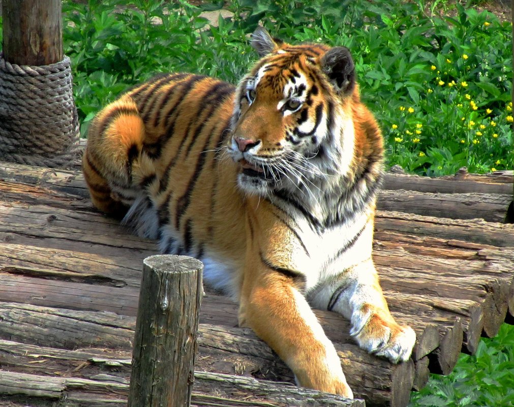 Голодный тигр - Сергей Карачин