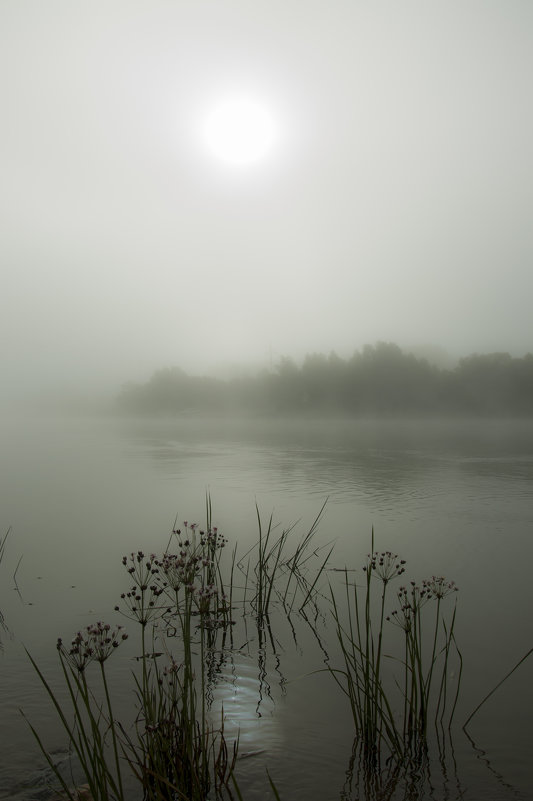 туман на Сосновом озере - Ларико Ильющенко