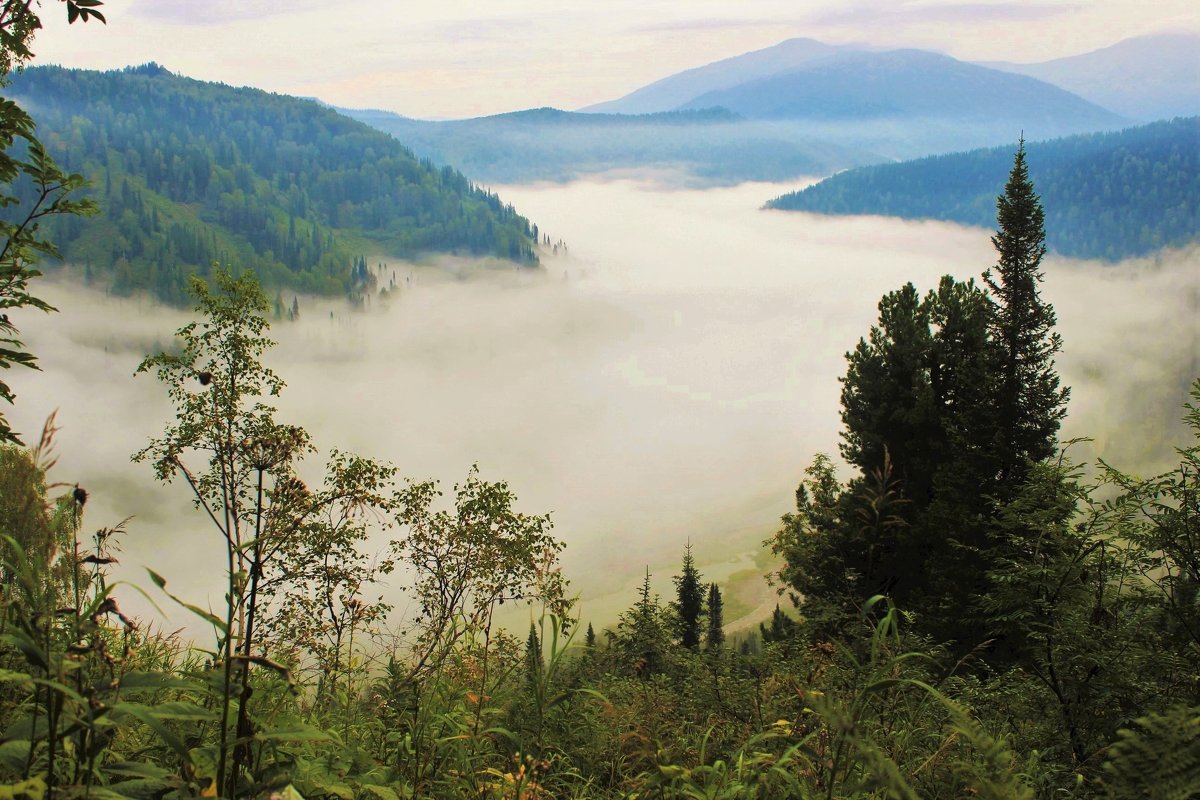 Туман в долине - Сергей Чиняев 