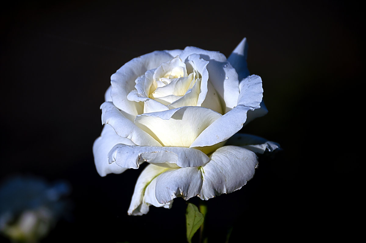 белая роза - Игорь 