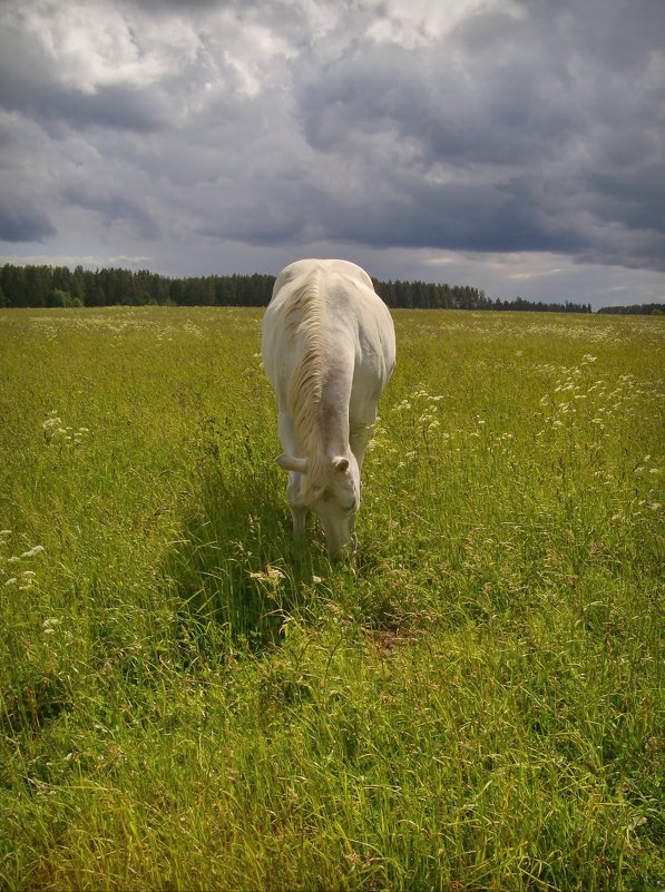 Лошадь в поле - lady v.ekaterina