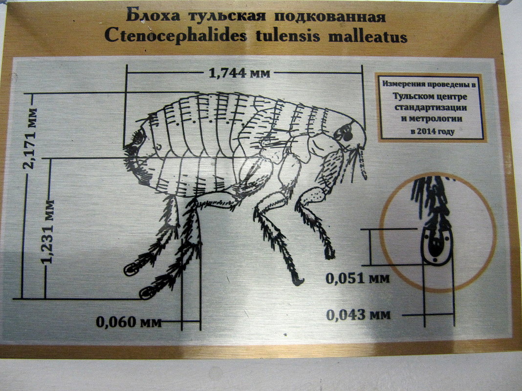 Блоха из левши рисунок