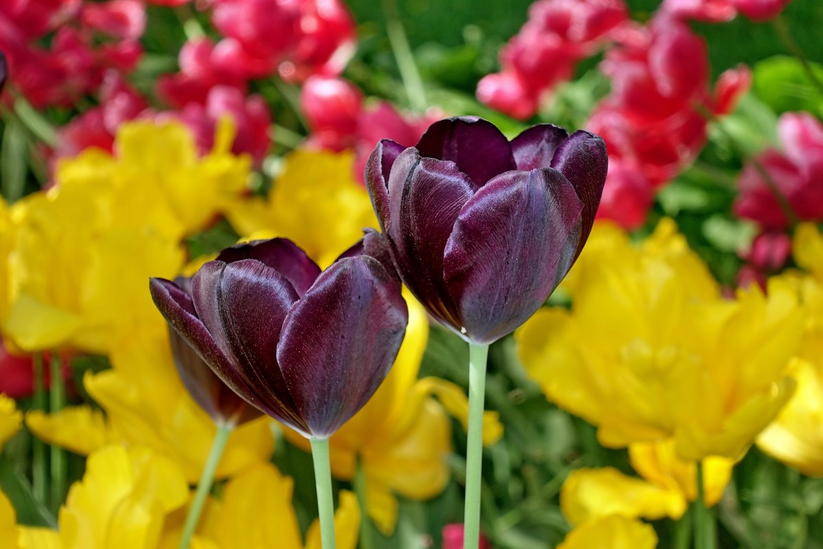 Тюльпаны - Сергей 