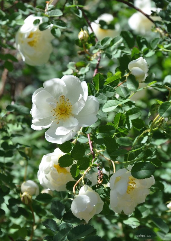 Белые розы шиповника - Татьяна 