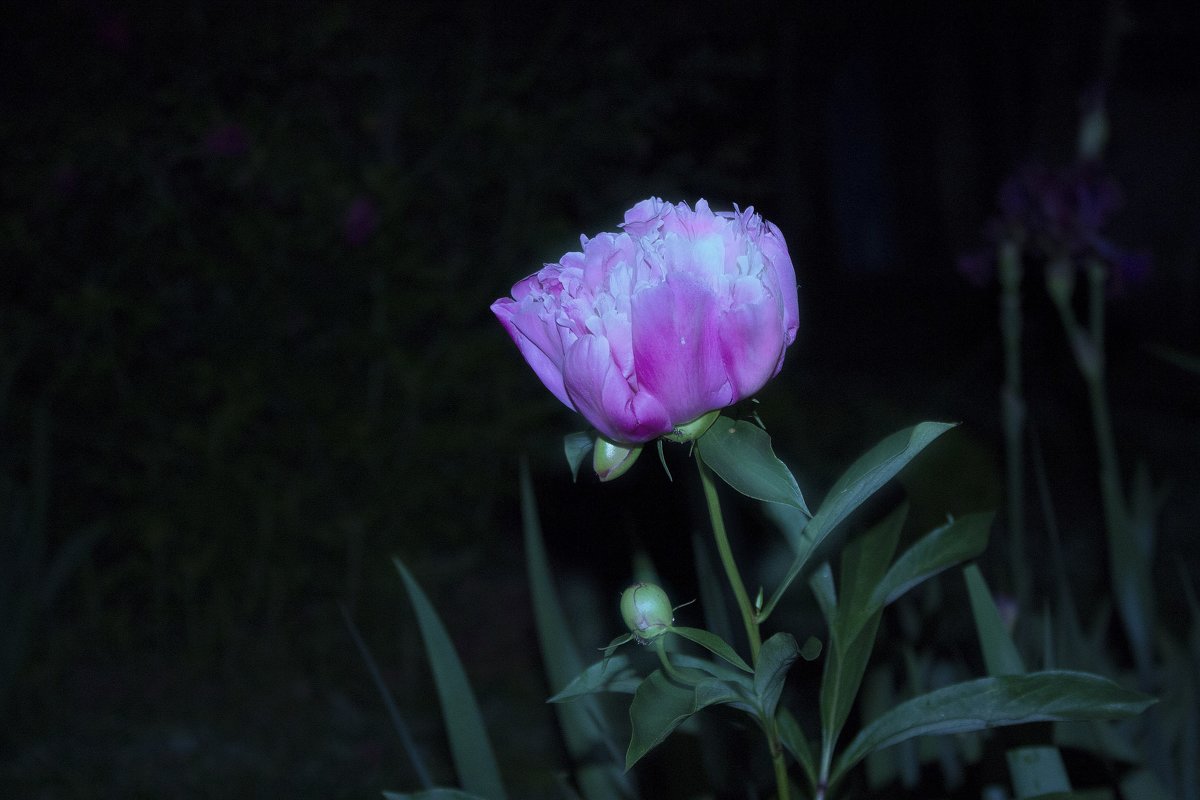 Пион в ночном саду - Валерий Хинаки
