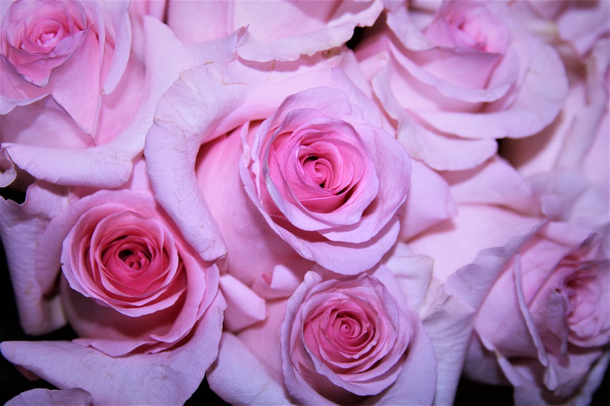 Розовые розы - Алла ZALLA