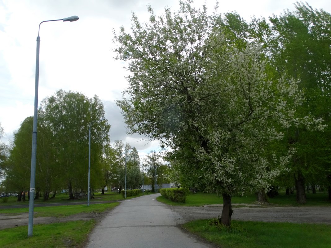 В парке - Александр Подгорный