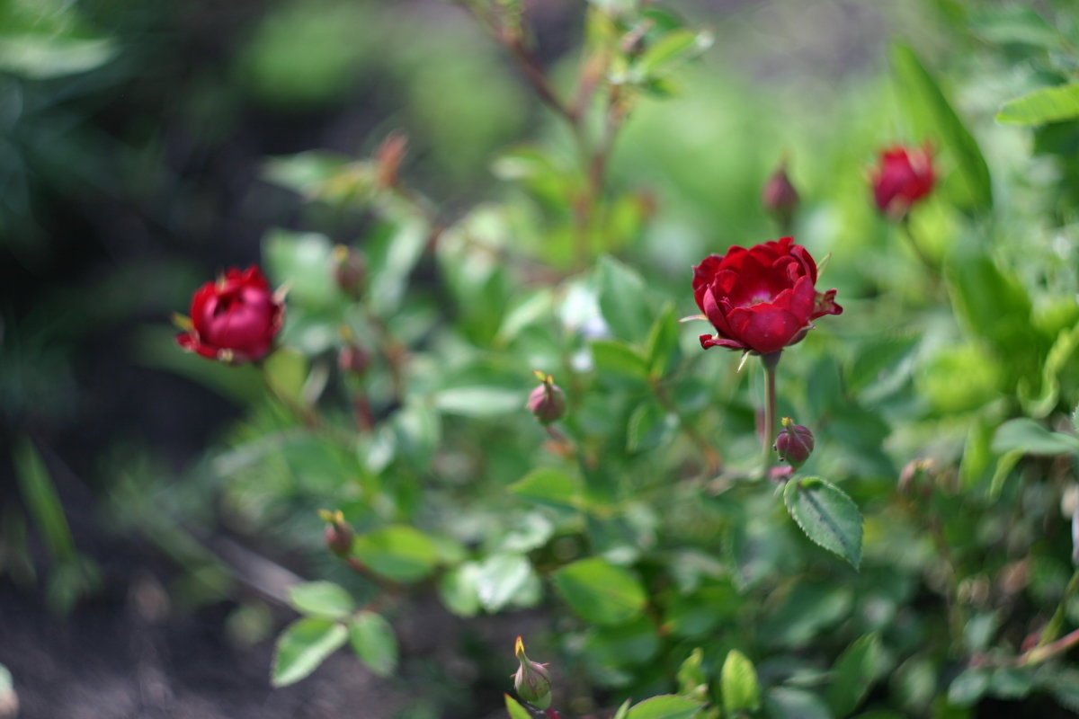 Миниатюрные розы - Руслан Лиманский