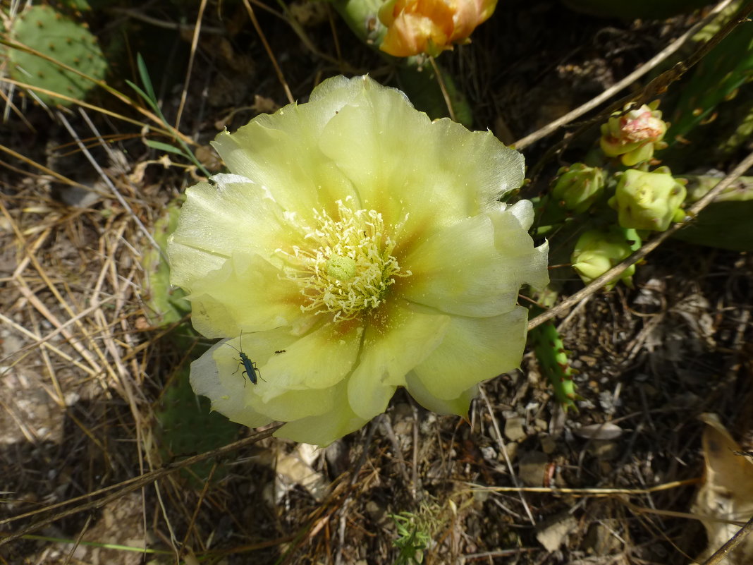 Opuntia compressa (Восточный колючий груша кактуса) - Наиля 