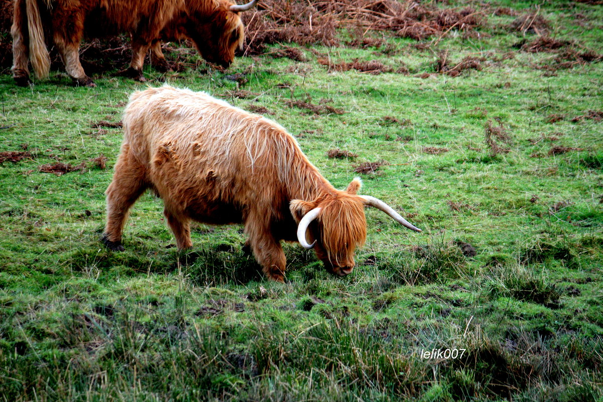 Highland cattle - Olga 