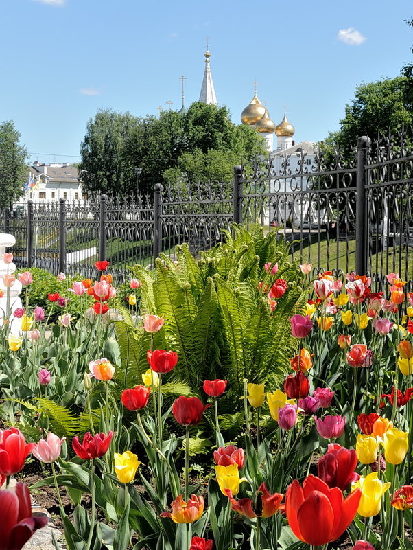 Красота буйного цветения, в садике возле Спаса на Городу, в Ярославле - Николай Белавин